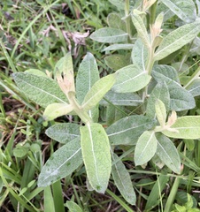 Pterocaulon
