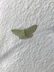 Nemoria lixaria