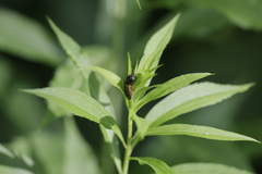 Hemicrepidius decoloratus