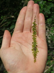 Hymenophyllum capense