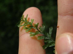 Hymenophyllum capense