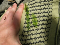 Hymenophyllum capense