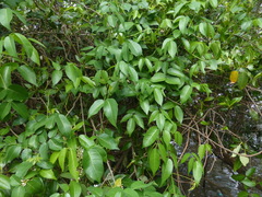 Derris trifoliata