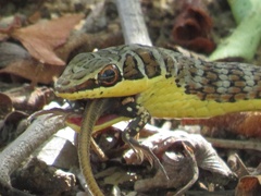 Psammophis subtaeniatus