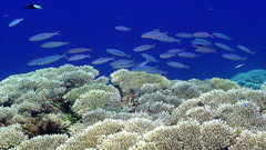 Pterocaesio trilineata