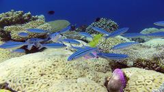 Pterocaesio trilineata