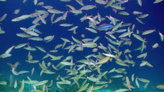 Pterocaesio trilineata