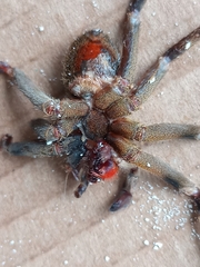 Phoneutria nigriventer