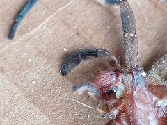 Phoneutria nigriventer