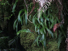 Disa uniflora