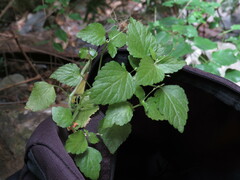Leidesia procumbens