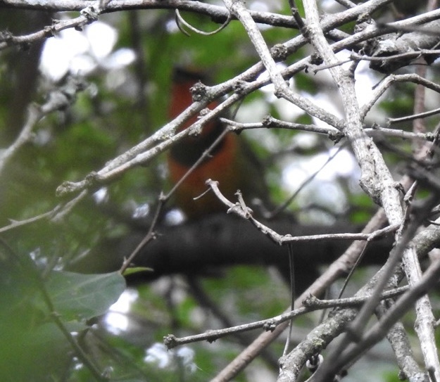 Gorgeous Bushshrike (Telophorus viridis), photo 3