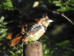 Trachyphonus vaillantii vaillantii