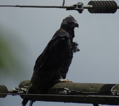 Stephanoaetus coronatus