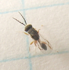 Eurytomidae