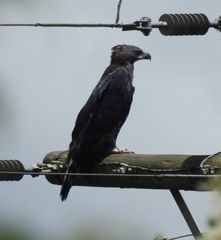 Stephanoaetus coronatus