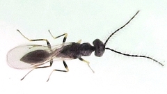 Eurytomidae