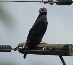 Stephanoaetus coronatus