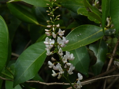 Derris trifoliata