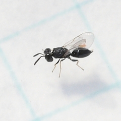 Eurytomidae
