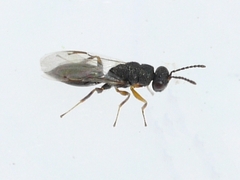 Eurytomidae