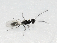 Eurytomidae