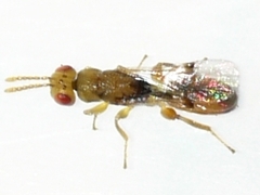 Eurytomidae