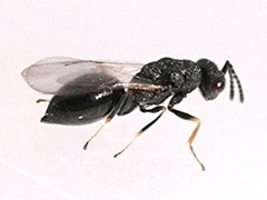 Eurytomidae
