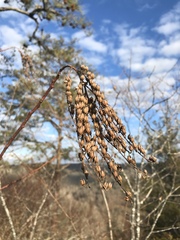 Oxydendrum