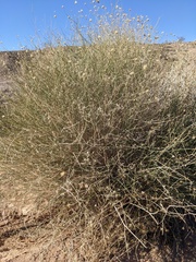 Bebbia juncea