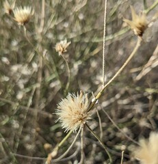 Bebbia juncea