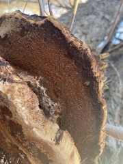 Fomitopsis schrenkii