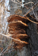 Fomitopsis schrenkii