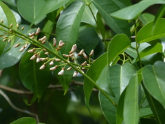 Derris trifoliata