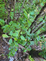Coprosma foetidissima