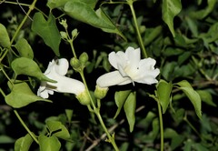 Amphilophium carolinae