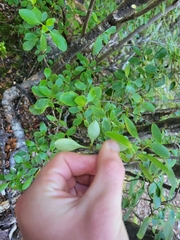 Coprosma foetidissima