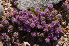 Thymus holosericeus