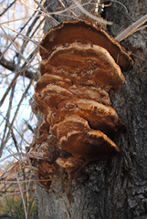Fomitopsis schrenkii