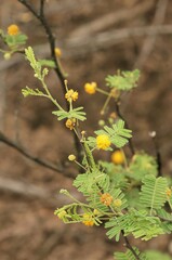 Vachellia aroma