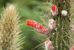 Cleistocactus baumannii