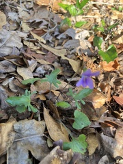 Viola palmata