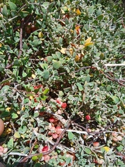 Chenopodium triandrum