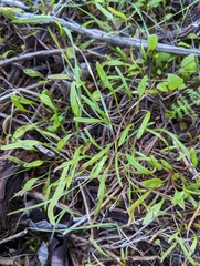 Claytonia parviflora