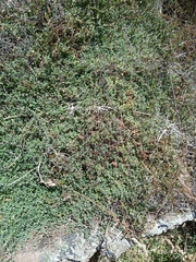 Chenopodium triandrum