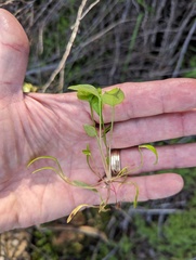 Claytonia parviflora