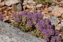Thymus holosericeus
