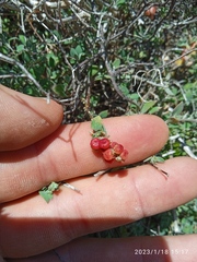 Chenopodium triandrum