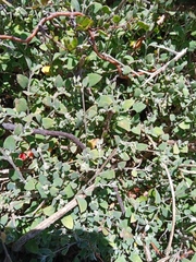 Chenopodium triandrum