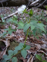 Asperula taurina